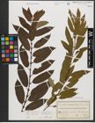 Foto von Salix triandra subsp. triandra L.